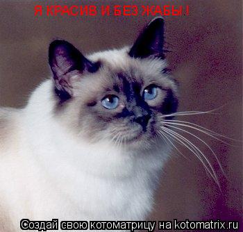 Я КРАСИВ И БЕЗ ЖАБЫ !... Котоматрица: Я КРАСИВ И БЕЗ ЖАБЫ !