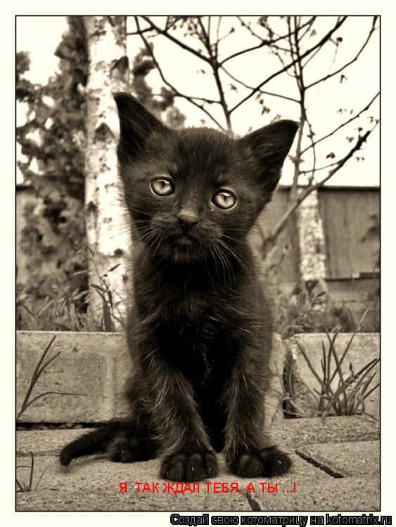 Я ТАК ЖДАЛ ТЕБЯ, А ТЫ ...!... Котоматрица: Я ТАК ЖДАЛ ТЕБЯ, А ТЫ ...!