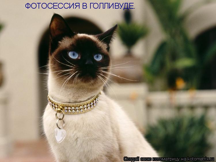 ФОТОСЕССИЯ В ГОЛЛИВУДЕ.... Котоматрица: ФОТОСЕССИЯ В ГОЛЛИВУДЕ.