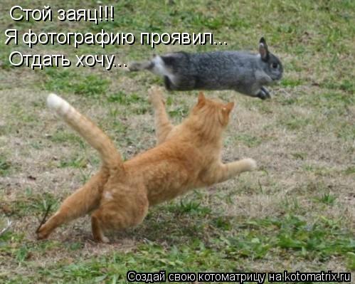 Котоматрица: Стой заяц!!! Я фотографию проявил... Отдать хочу...