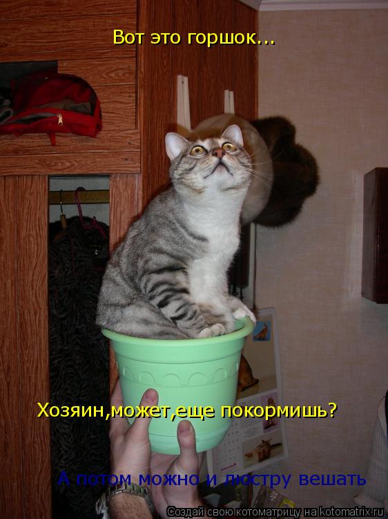 Вот это горшок... Хозяин,может,еще покормишь? А потом можно и люстру вешать... Котоматрица: Вот это горшок... Хозяин,может,еще покормишь? А потом можно и люстру вешать