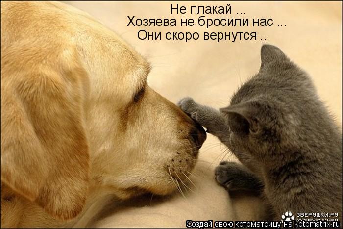 Котоматрица: Не плакай ... Хозяева не бросили нас ... Они скоро вернутся ...