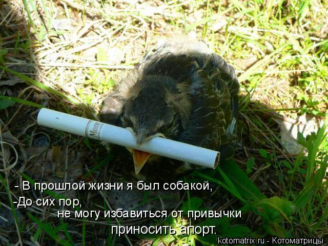Котоматрица: - В прошлой жизни я был собакой,  -До сих пор,  не могу избавиться от привычки  приносить апорт…