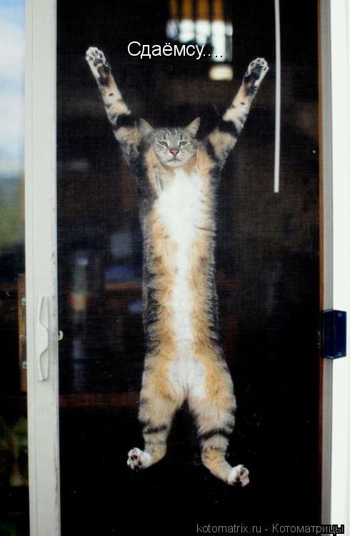 Котоматрица: Сдаёмсу....