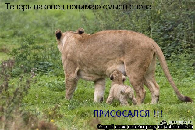 Котоматрица: Теперь наконец понимаю смысл слова ... ПРИСОСАЛСЯ !!!