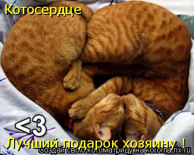 Котоматрица: Котосердце Лучший подарок хозяину !