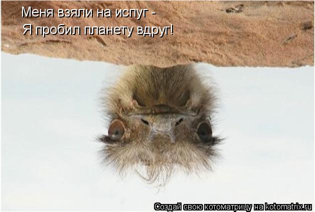 Котоматрица: Меня взяли на испуг -  Я пробил планету вдруг!