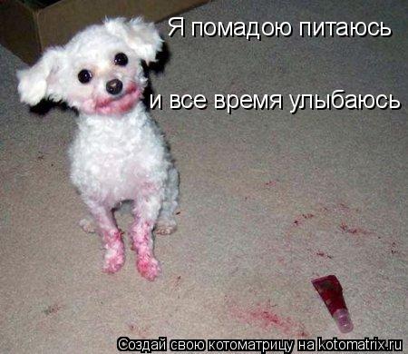 Котоматрица: Я помадою питаюсь и все время улыбаюсь