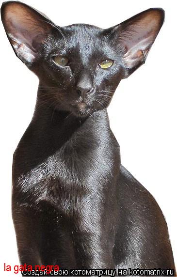 Котоматрица: la gata negra