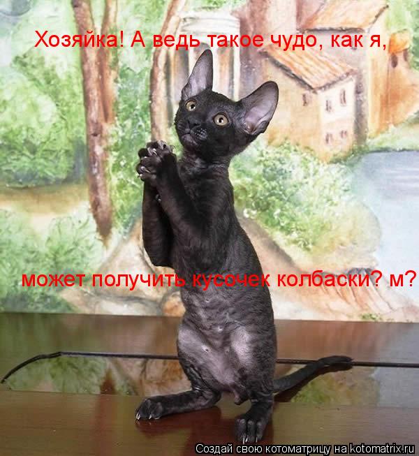 Котоматрица: Хозяйка! А ведь такое чудо, как я, может получить кусочек колбаски? м?