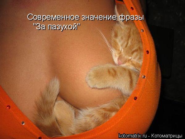 Котоматрица: Современное значение фразы "За пазухой"