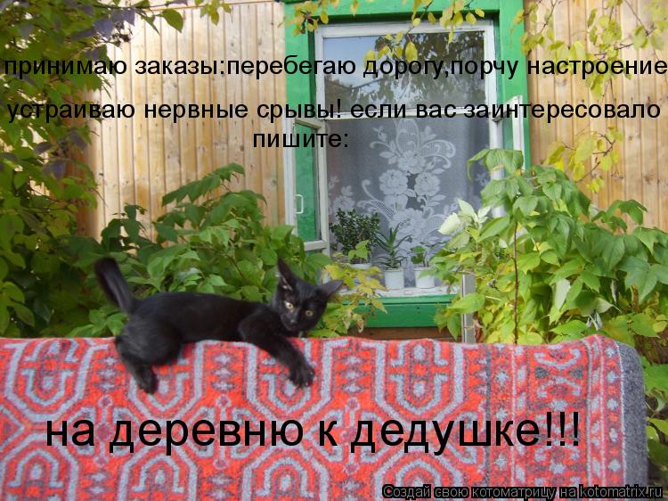 Котоматрица: принимаю заказы:перебегаю дорогу,порчу настроение, устраиваю нервные срывы! если вас заинтересовало пишите: на деревню к дедушке!!!