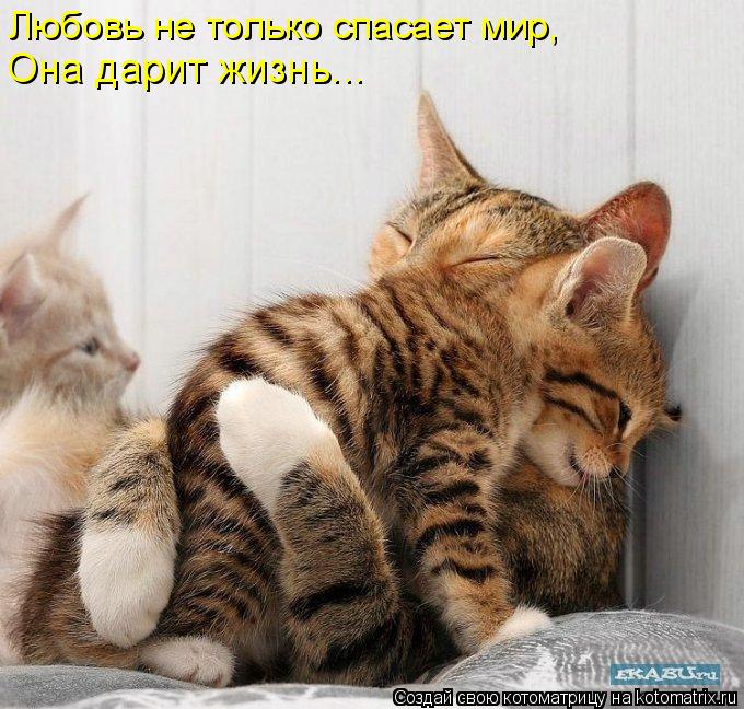 Любовь не только спасает мир, Она дарит жизнь...... Котоматрица: Любовь не только спасает мир, Она дарит жизнь...