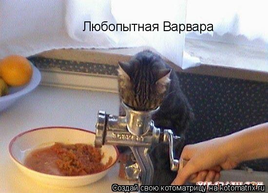 Котоматрица: Любопытная Варвара