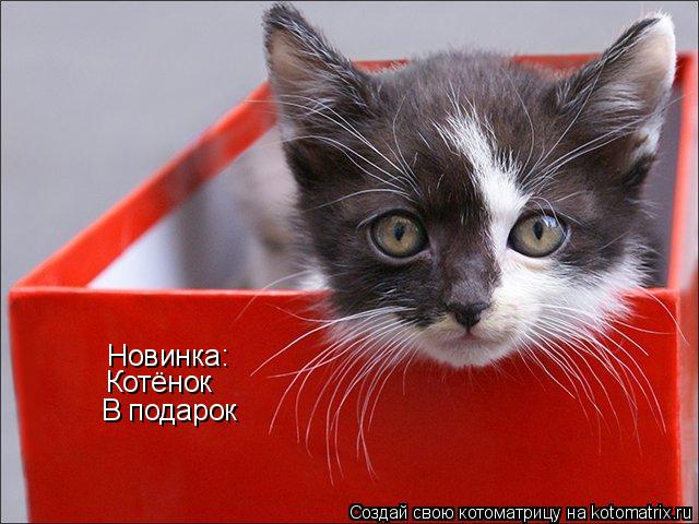 Котоматрица: Новинка: Котёнок В подарок