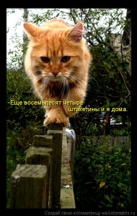 -Еще восемьдесят четыре штакетины и я дома.... Котоматрица: -Еще восемьдесят четыре штакетины и я дома.