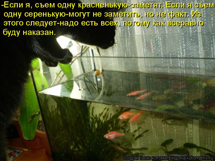 одну серенькую-могут не заметить, но не факт. Из этого следует-надо есть всех, потому как всеравно б... Котоматрица: одну серенькую-могут не заметить, но не факт. Из этого следует-надо есть всех, потому как всеравно буду наказан. -Если я, съем одну красненьк