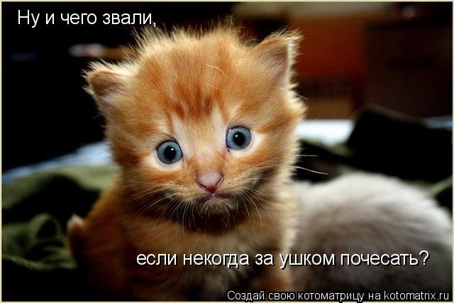 Ну и чего звали, если некогда за ушком почесать?... Котоматрица: Ну и чего звали, если некогда за ушком почесать?