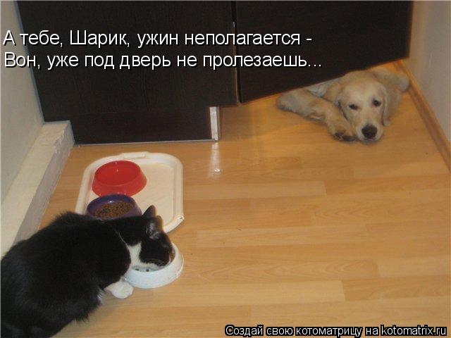 А тебе, Шарик, ужин неполагается - Вон, уже под дверь не пролезаешь...... Котоматрица: А тебе, Шарик, ужин неполагается - Вон, уже под дверь не пролезаешь...