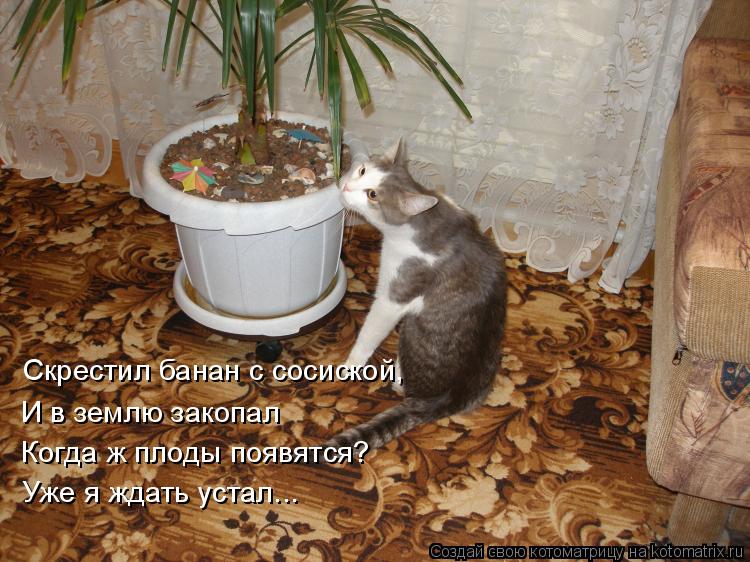 Скрестил банан с сосиской, И в землю закопал Когда ж плоды появятся? Уже я ждать устал...... Котоматрица: Скрестил банан с сосиской, И в землю закопал Когда ж плоды появятся? Уже я ждать устал...