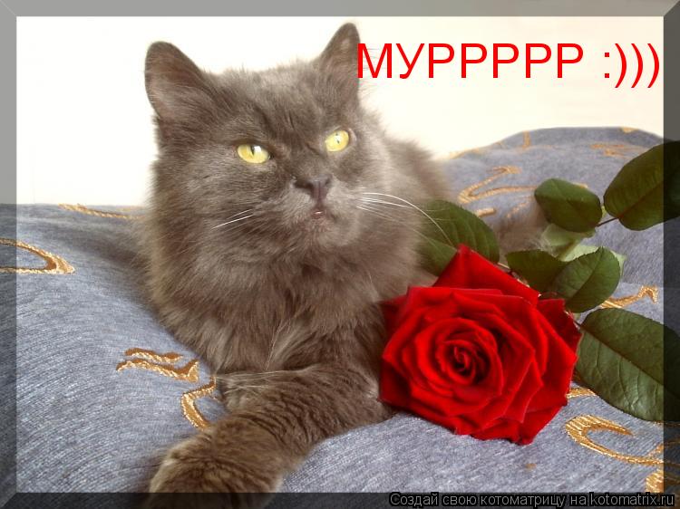Котоматрица: МУРРРРР :)))