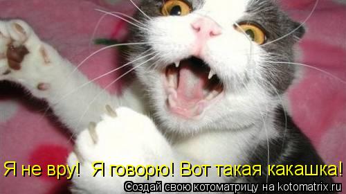 Котоматрица: Я не вру!  Я говорю! Вот такая какашка!