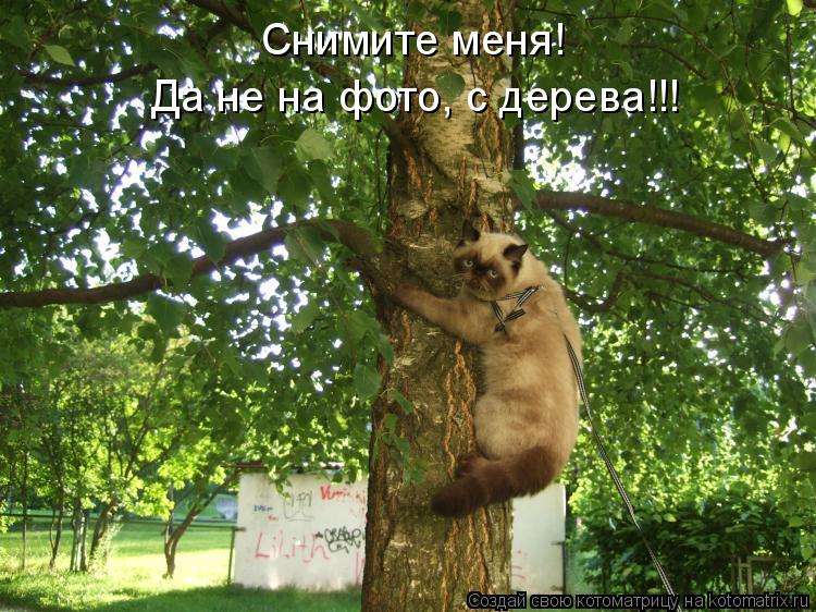 Котоматрица: Снимите меня! Да не на фото, с дерева!!!