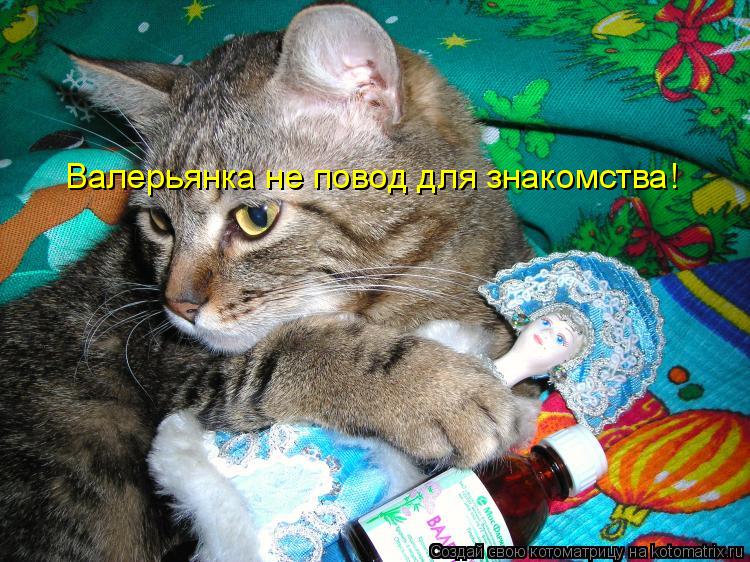 Котоматрица: Валерьянка не повод для знакомства!