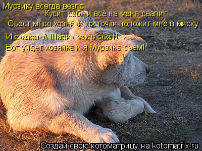 Котоматрица: Мурзику всегда везло! Кусит себя и всё на меня свалит! Съест мясо хозяйки,косточки положит мне в миску И скажет:А Шарик мясо съел! Вот уйдёт х