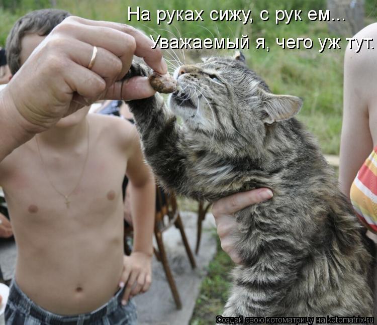 Котоматрица: На руках сижу, с рук ем... Уважаемый я, чего уж тут..