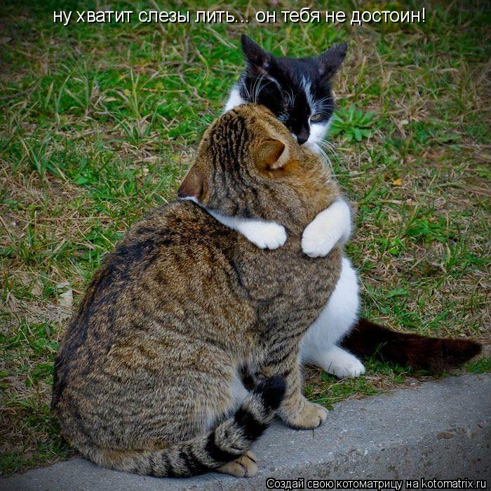 Котоматрица: ну хватит слезы лить... он тебя не достоин!