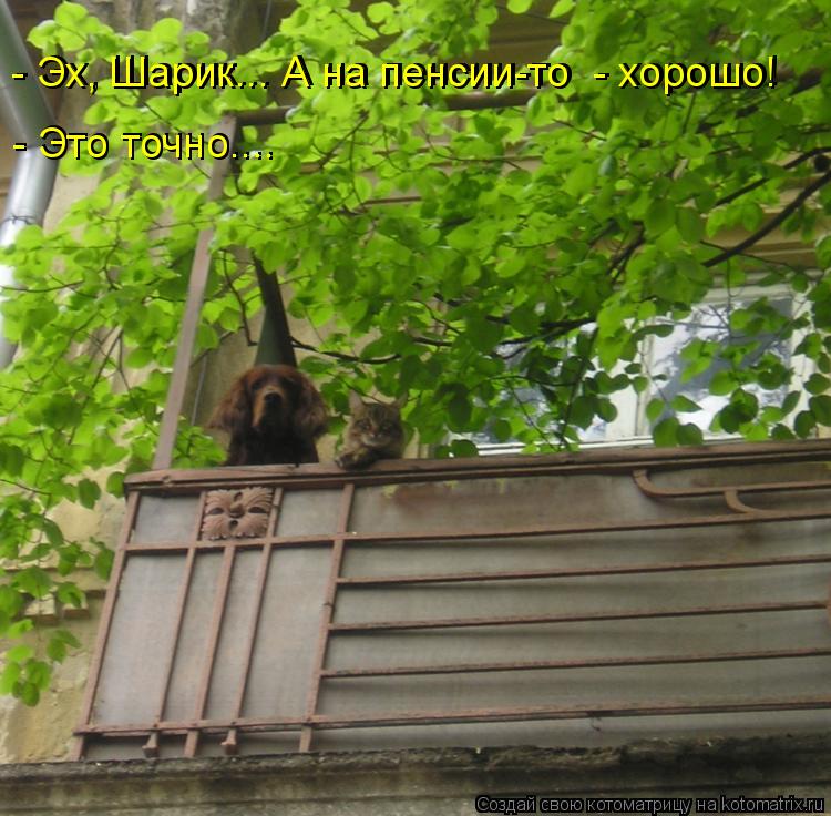 - Эх, Шарик... А на пенсии-то - хорошо! - Это точно.... - Это точно.... - Эх, Шарик... А на пенсии-... Котоматрица: - Эх, Шарик... А на пенсии-то - хорошо! - Это точно.... - Это точно.... - Эх, Шарик... А на пенсии-то - хорошо!