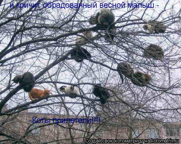 Котоматрица: и кричит обрадованный весной малыш -  -Коты прилетели!!!!