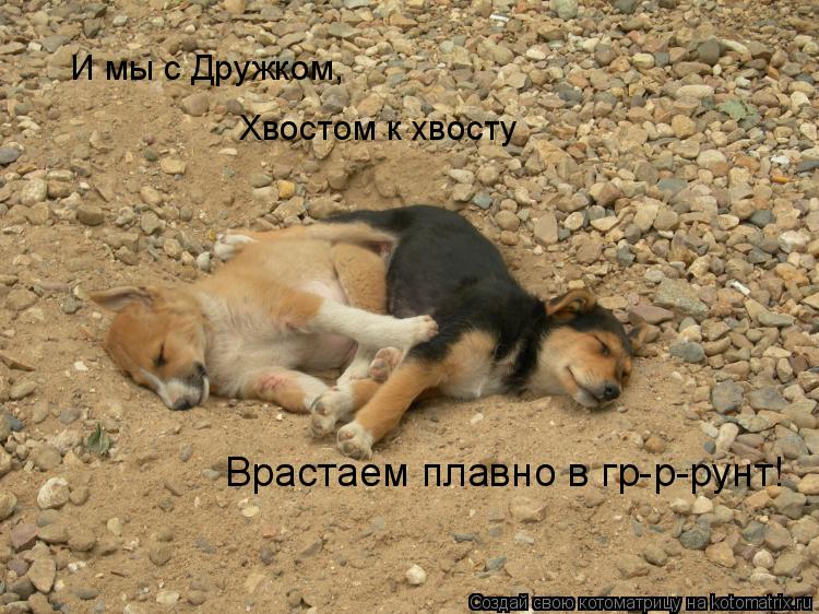 Котоматрица: И мы с Дружком, Врастаем плавно в гр-р-рунт! Хвостом к хвосту