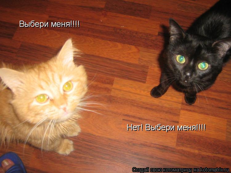 Котоматрица: Выбери меня!!!! Нет! Выбери меня!!!!