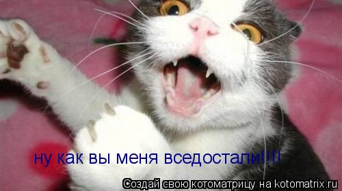 Котоматрица: ну как вы меня вседостали!!!!