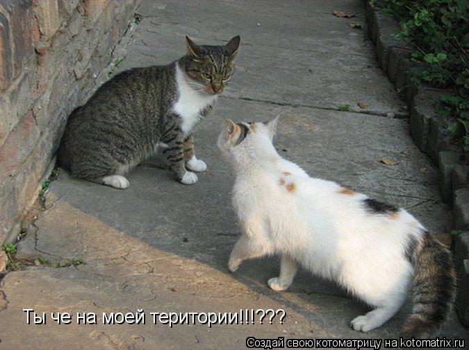 Котоматрица: Ты че на моей територии!!!???