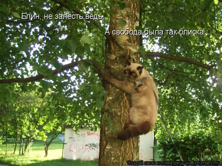 Котоматрица: Блин, не залесть ведь.... А свобода была так блиска....