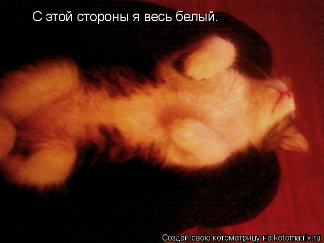 Котоматрица: С этой стороны я весь белый.