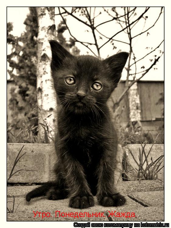 Котоматрица: Утро. Понедельник. Жажда.