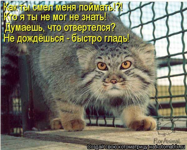 Как ты смел меня поймать!?! Кто я ты не мог не знать! Думаешь, что отвертелся? Не дождёшься - быстро ... Котоматрица: Как ты смел меня поймать!?! Кто я ты не мог не знать! Думаешь, что отвертелся? Не дождёшься - быстро гладь!