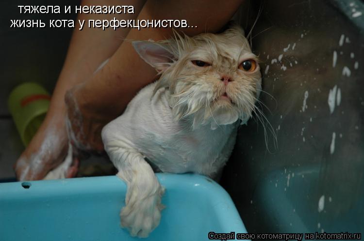 Котоматрица: тяжела и неказиста жизнь кота у перфекцонистов...