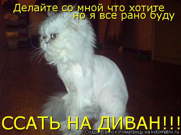 Котоматрица: Делайте со мной что хотите но я все рано буду ССАТЬ НА ДИВАН!!!!!!!