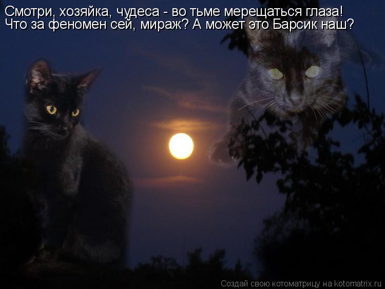 Котоматрица: Смотри, хозяйка, чудеса - во тьме мерещаться глаза! Что за феномен сей, мираж? А может это Барсик наш?
