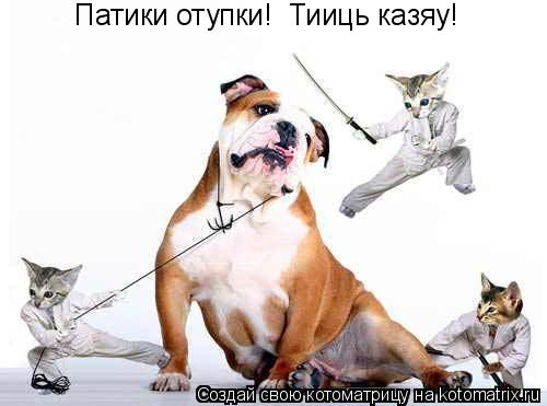Котоматрица: Патики отупки!  Тииць казяу!