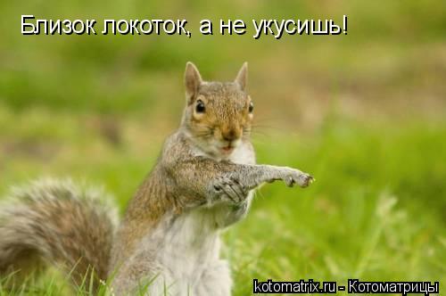 Котоматрица: Близок локоток, а не укусишь!