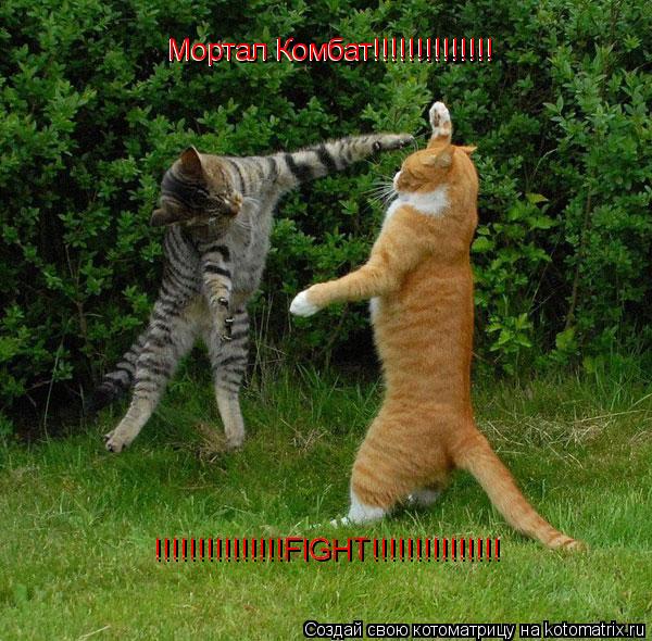 Котоматрица: Мортал Комбат!!!!!!!!!!!!!! !!!!!!!!!!!!!!!FIGHT!!!!!!!!!!!!!!! !!!!!!!!!!!!!!!FIGHT!!!!!!!!!!!!!!! Мортал Комбат!!!!!!!!!!!!!!