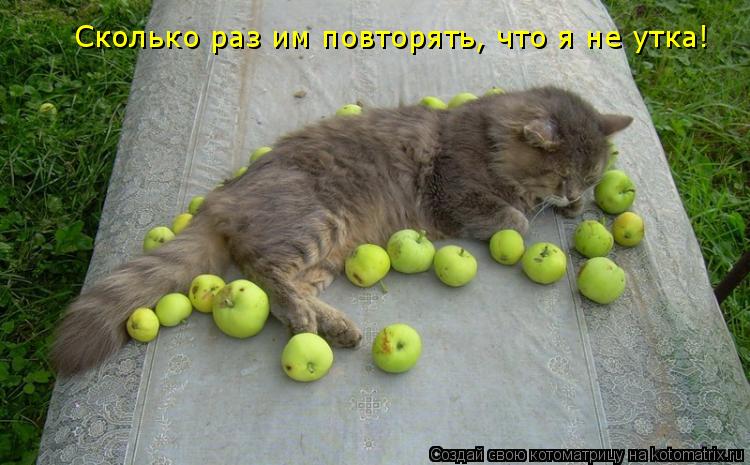 Котоматрица: Сколько раз им повторять, что я не утка!