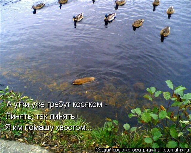 Котоматрица: А утки уже гребут косяком -  Линять, так линять! Я им помашу хвостом...