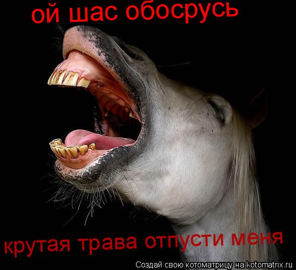 Котоматрица: ой шас обосрусь крутая трава отпусти меня